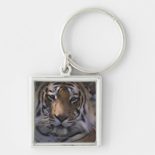 Chaveiro Tigre (Panthera tigris), fim-acima da cabeça,