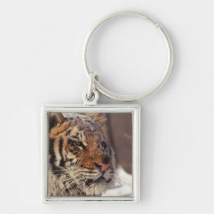 Chaveiro Tigre Siberian