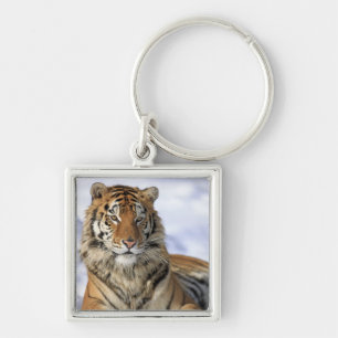 Chaveiro Tigre Siberian, altaica de tigris do Panthera,