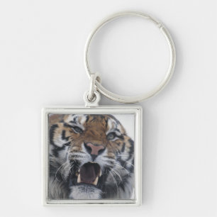 Chaveiro Tigre Siberian que Snarling
