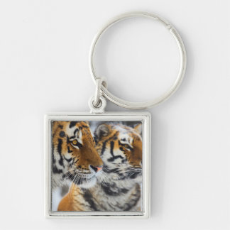 Chaveiro Tigres na neve
