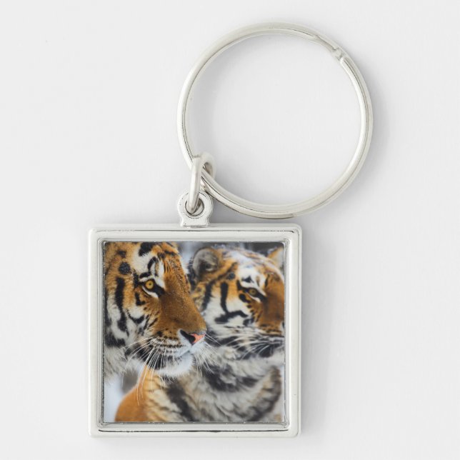 Chaveiro Tigres na neve (Frente)