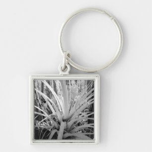 Chaveiro Tillandsia epífita é comum na Flórida,