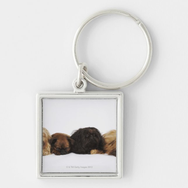 Chaveiro Três cães de Pekingese e único Pug que (Frente)