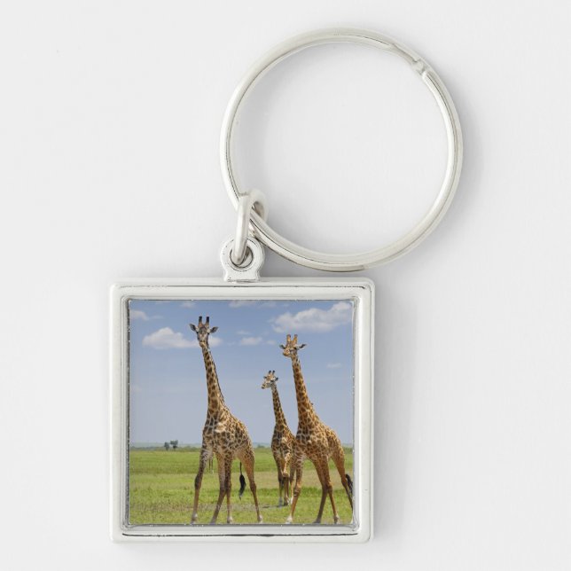 Chaveiro três girafas do Masai, camelopardalis do Giraffa (Frente)