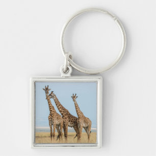 Chaveiro Três girafas posando