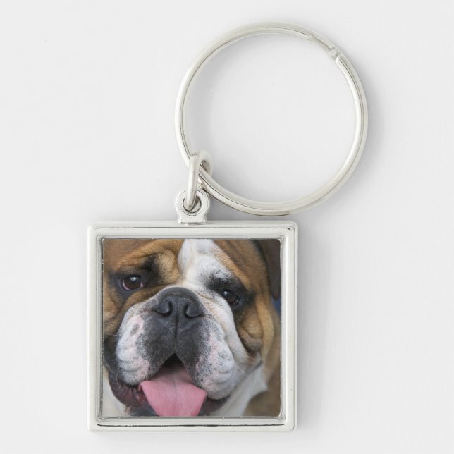 Chaveiro Um bulldog inglês na Bélgica. (Frente)