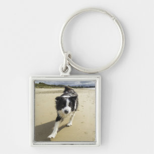 Chaveiro Um cão de border collie que funciona na praia
