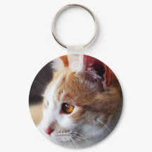 Um Casal de Gatinhos