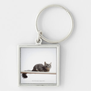 Chaveiro Um gatinho do gato de Saiberian no conselho