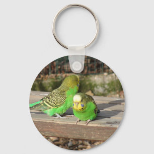 Chaveiro Um par de Budgies verde em um banco de madeira