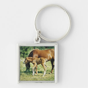 Chaveiro Um potro e um cavalo em um pasto