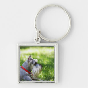 Chaveiro Um Schnauzer que coloca na grama