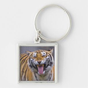 Chaveiro Um tigre rujir, jardim zoológico de Formosa,