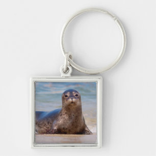 Chaveiro Uma foca em uma praia ao longo da Costa do Pacífic