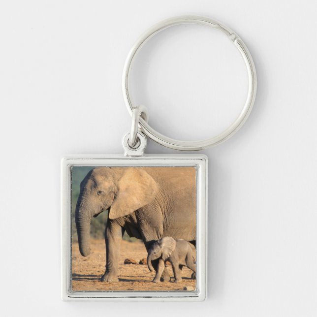 Chaveiro Uma mãe e cria de Elefante Africano em movimento (Frente)