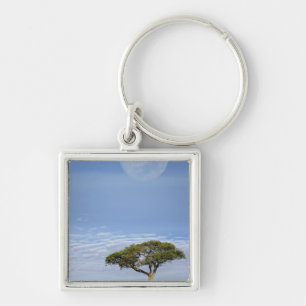 Chaveiro Umbrella Thorn Acacia, Acacia tortilis e