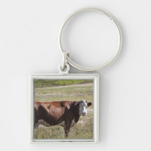 Chaveiro Única vaca em um campo