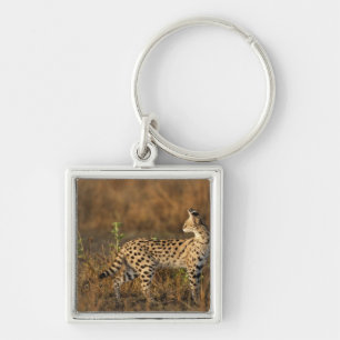 Chaveiro Upper Mara, Reserva de Caça Masai Mara, Quênia,