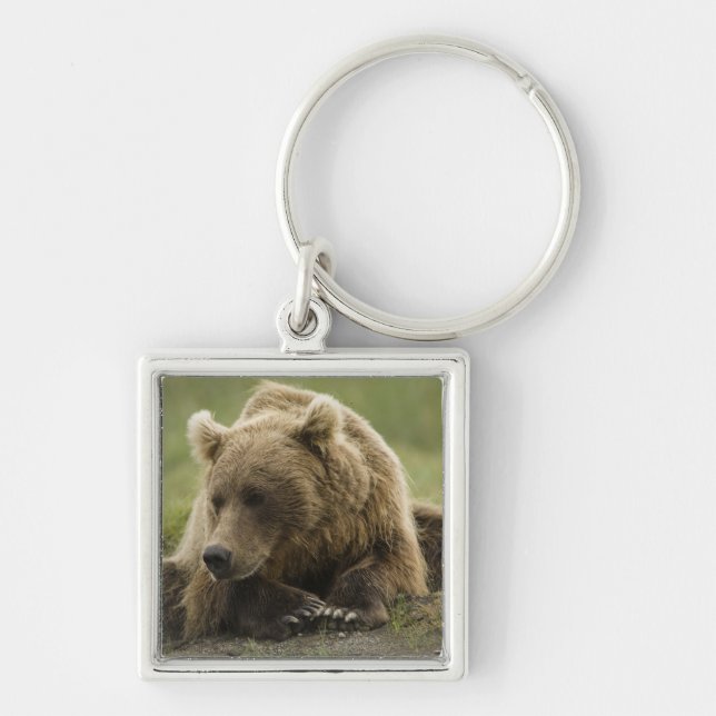 Chaveiro Urso pardo, ou Urso Cinzento Costeiro, Ursus (Frente)