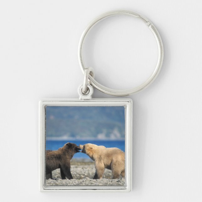 Chaveiro Urso pardo, urso cinzento, brincar na praia, (Frente)