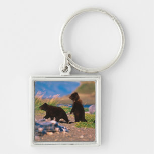 Chaveiro Urso Pardo, Ursus arctos, Península do Alasca,