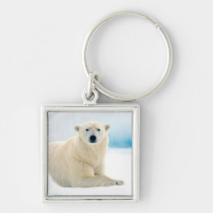 Chaveiro Urso polar adulto grande javali no gelo de verão