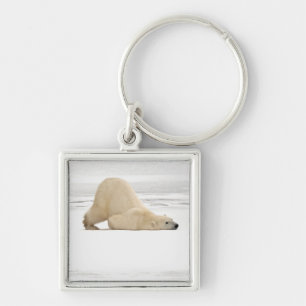 Chaveiro Urso polar coçando-se na tundra congelada