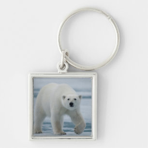 Chaveiro Urso Polar, Ursus Maritimus, Adulto