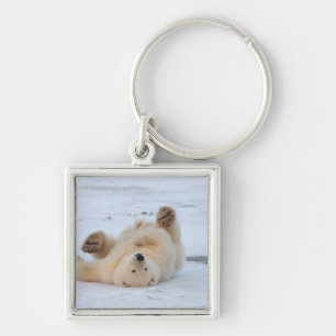 Chaveiro urso polar, Ursus maritimus, filhote rolando 3