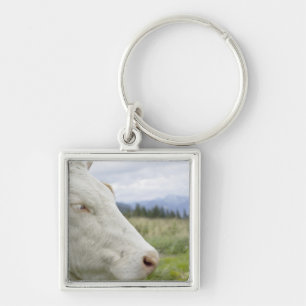 Chaveiro Vaca de Brown com um sinal nele? orelha de s em um