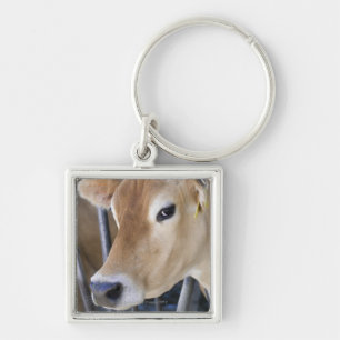 Chaveiro Vaca de leiteria do jérsei com cabeça no