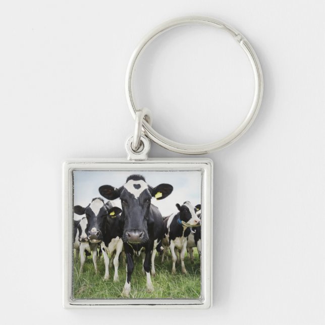 Chaveiro Vacas em seguido (Frente)