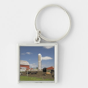 Chaveiro Vacas na frente de um celeiro vermelho e silo em u