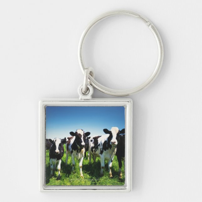 Chaveiro Vacas no campo, cidade de Betsukai, Hokkaido (Frente)