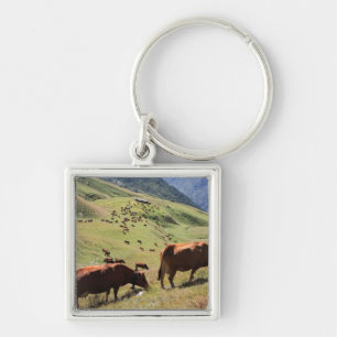 Chaveiro vacas no vale de Tarentaise - raça de Tarine