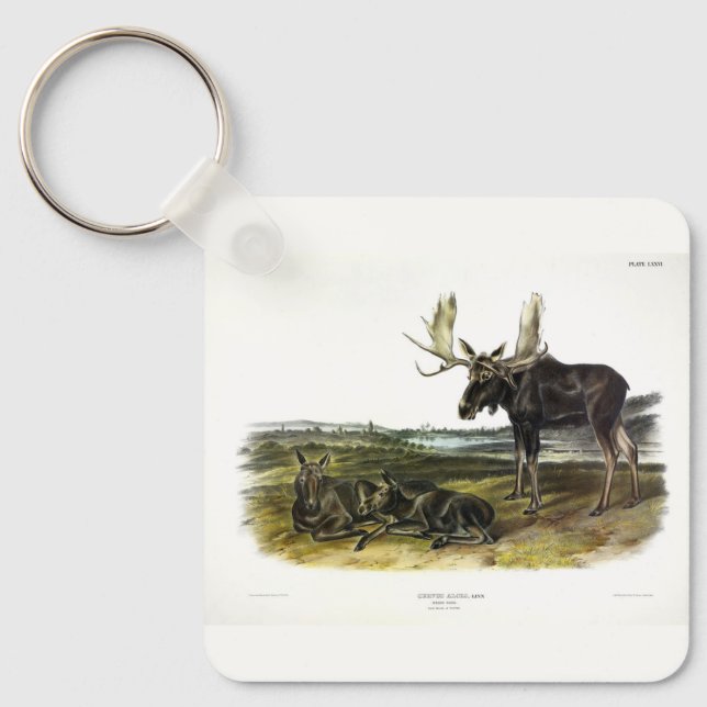 Chaveiro veado-alce (alces-alces-alces) de Audubon (Frente)