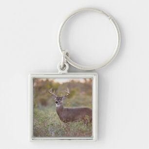 Chaveiro veado-de-cauda-branca (Odocoileus virginianus) mac