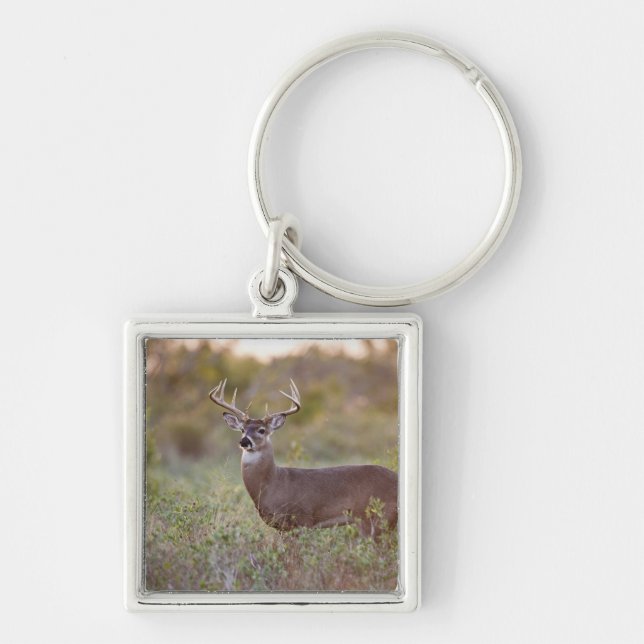 Chaveiro veado-de-cauda-branca (Odocoileus virginianus) mac (Frente)
