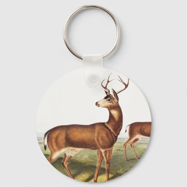 Chaveiro Veado-de-cauda-negra colombiano (Cervus Richardson (Frente)