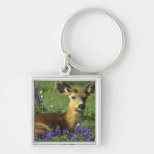 Chaveiro Veado-de-cauda-preta, Odocoileus hemionus