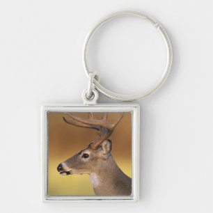 Chaveiro Veado-mateiro, Odocoileus virginianus,