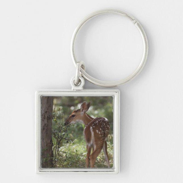 Chaveiro Veado-mateiro, Odocoileus virginianus (Frente)