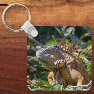 Chaveiro Vida Selvagem de Répteis Tropicais, Iguana