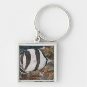 Chaveiro Vida subaquática; PEIXES: Um Butterflyfish unido