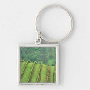 Chaveiro Vinhas de uva perto de Newberg Oregon