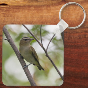 Chaveiro Vireo Empoleirado, Pássaro Cantador Suave da Flore