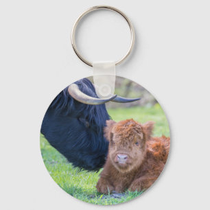 Chaveiro Vitelo escocês recém-nascido da vaca mama