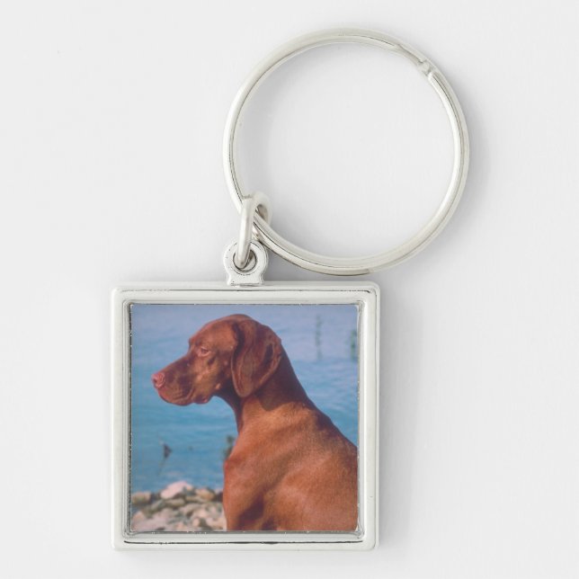 Chaveiro Vizsla (Frente)