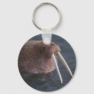 Chaveiro Walrus
